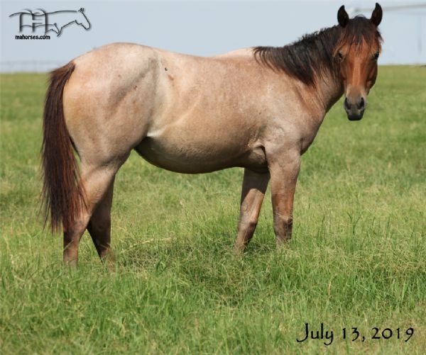 Miss Bee Bee's 2018 unregistered Filly